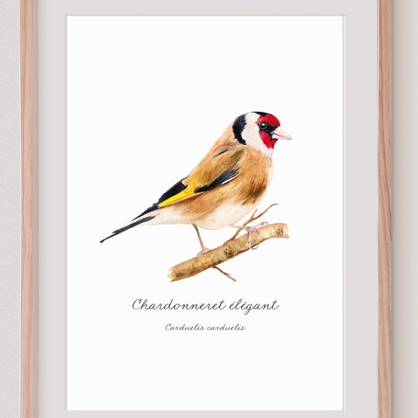 Chardonneret élégant aquarelle print, Illustration oiseau des jardins, ornithologie, carduelis, Impression peinture, Carte collection art