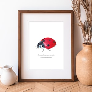 Coccinelle aquarelle Print Illustration insecte de jardin coccinelle locale à sept points Peinture Collection art Cadeau décoration nature