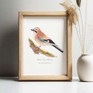 Oak jay acquerello illustrazione giardino uccello foresta della Francia, stampa arte pittura ornitologia regalo per gli amanti della natura