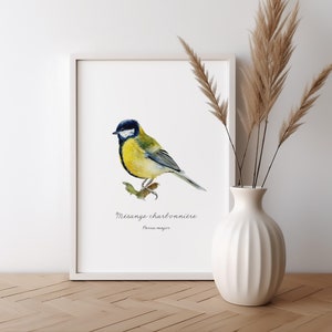 Aquarelle oiseau Mésange Charbonnière Illustration oiseau des jardins Dessin nature oiseau sauvage déco Cadeau ornithologie impression art