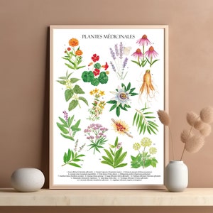 Cartel Plantas medicinales original acuarela ilustración botánica Fitoterapia Flores herbario pintado Herbario Cartel estilo vintage