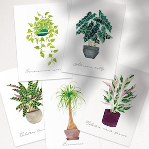 Plantes intérieur Aquarelle gift for houseplant lover, Pothos Neon, Alocasia Polly, Beaucarnea, Calathea white fusion, lancifolia