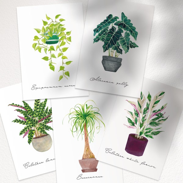 Plantes intérieur Aquarelle gift for houseplant lover, Pothos Neon, Alocasia Polly, Beaucarnea, Calathea white fusion, lancifolia