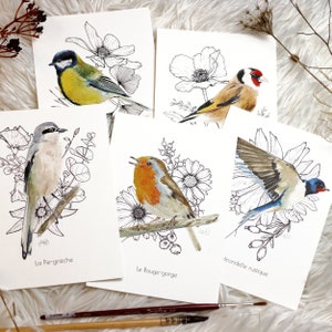 Watercolor birds and flowers Indian ink, Original Ink on Print, Collection of gift cards for art and nature enthusiasts, Robin