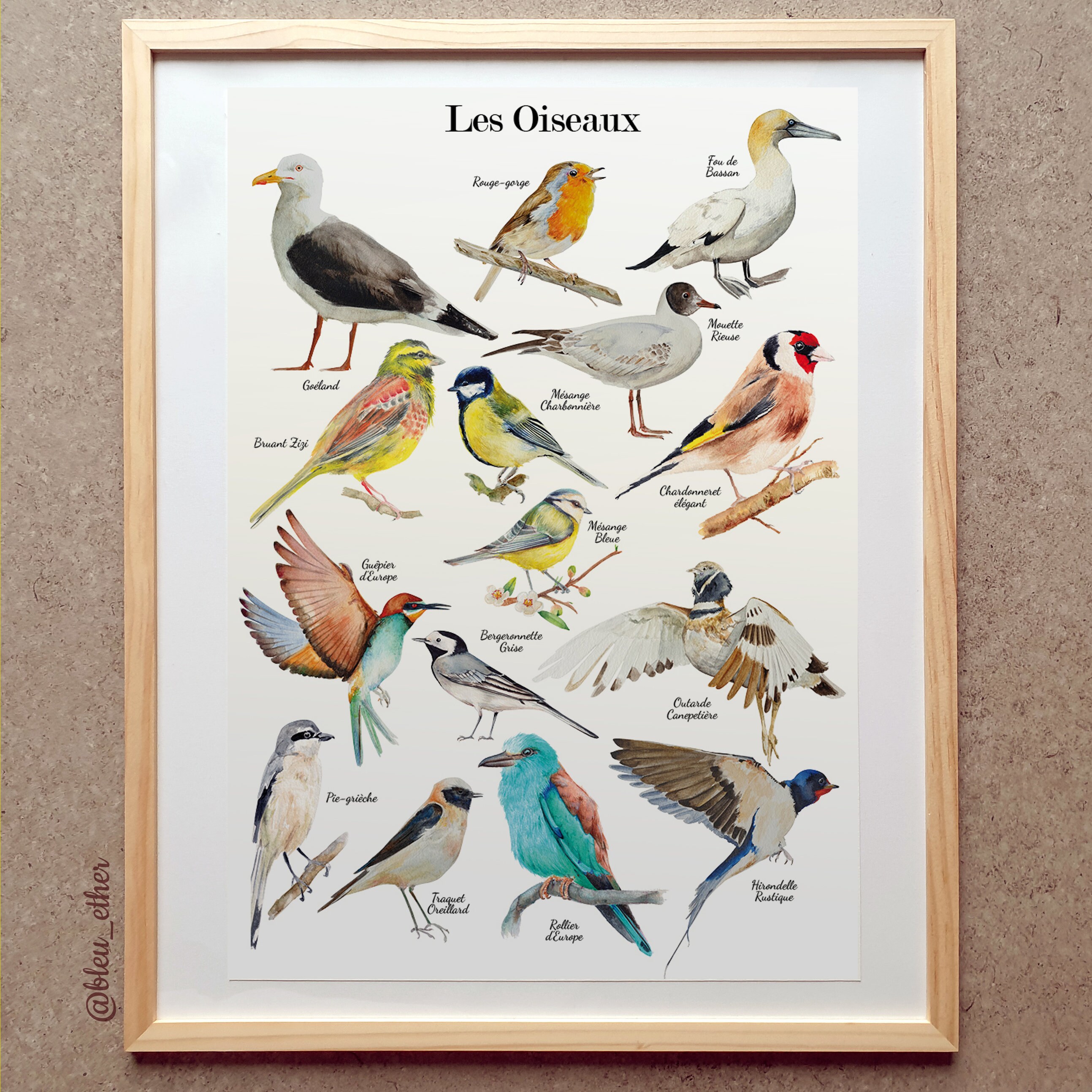 Affiche Oiseaux de France Illustrations Aquarelle