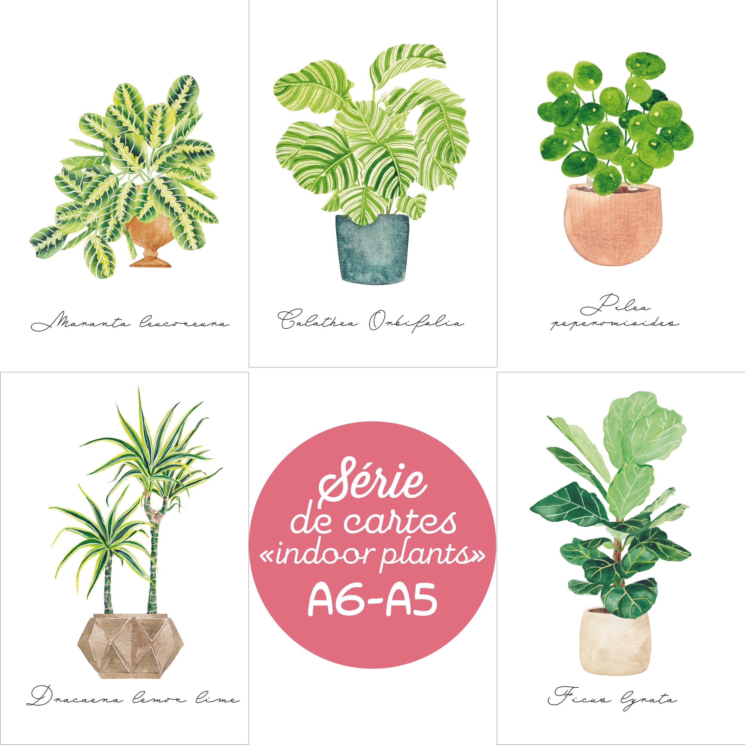 Indoor Plants Watercolor, Print A5, A6, Calathea, Dracaena, Ficus Lyrata,  Maranta Leuconeura, Pilea Peperomioides, Jungle Collection - Etsy
