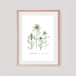 Flor de acuarela Nigella de los campos Regalo campestre en colores claros Decoración floral natural y relajante Tablero botánico original