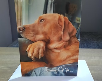 Fox Red Labrador Thinking Of You