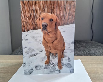 Fox Red Labrador Christmas Card