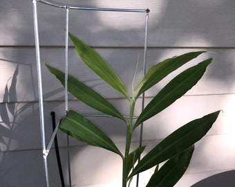 Corner plant support