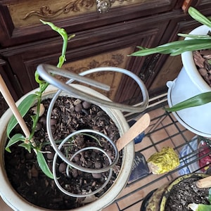 Spiral plant support