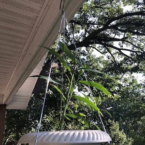 May include: A white, decorative hanging planter with a silver metal hanger, filled with green leafy plants. The planter is suspended from a hook attached to a white eave. The background features a lush green tree.