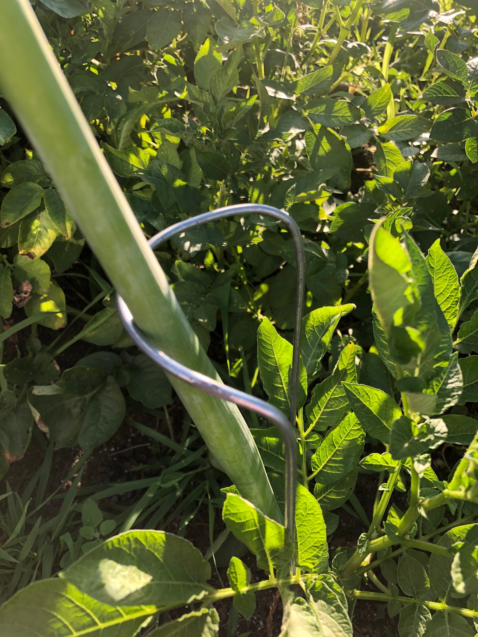 Hoop Stake Plant Supports Etsy