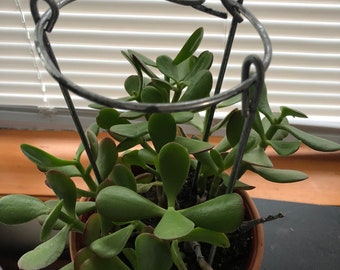 Plant support adjustable.