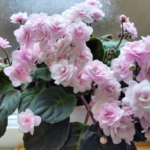 Trailer African Violet (Indoor) 'Rob's Vanilla Trail', Double cream to blush white pansy flower ~ Fluffy Bloomer|Windowsill plant