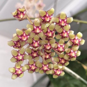 Rare Hoya RP 003 (dark Green Bumpy/jurassic Leaves Succulent-like