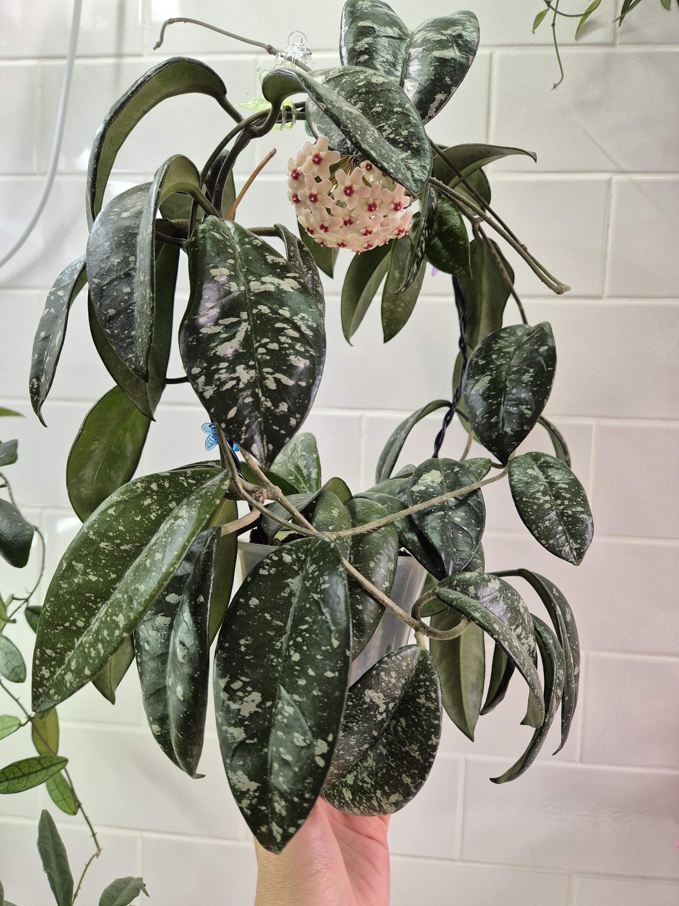 Hoya Krinkle 8 - Etsy UK