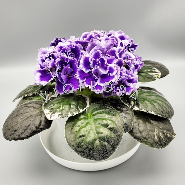 Indoor blooming Plant|Variegated African Violet|Standard Variety Saintpaulia 'Summer Twilight'  Large terry lilac-purple Flower|Windowsill