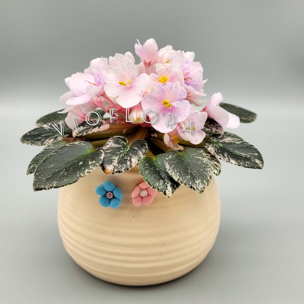 Indoor blooming Plant|African Violet|Variegated Miniature Saintpaulia|Windowsill or Terrarium plant 'Cajun's Le Bon Ton Roulé' pink&blue