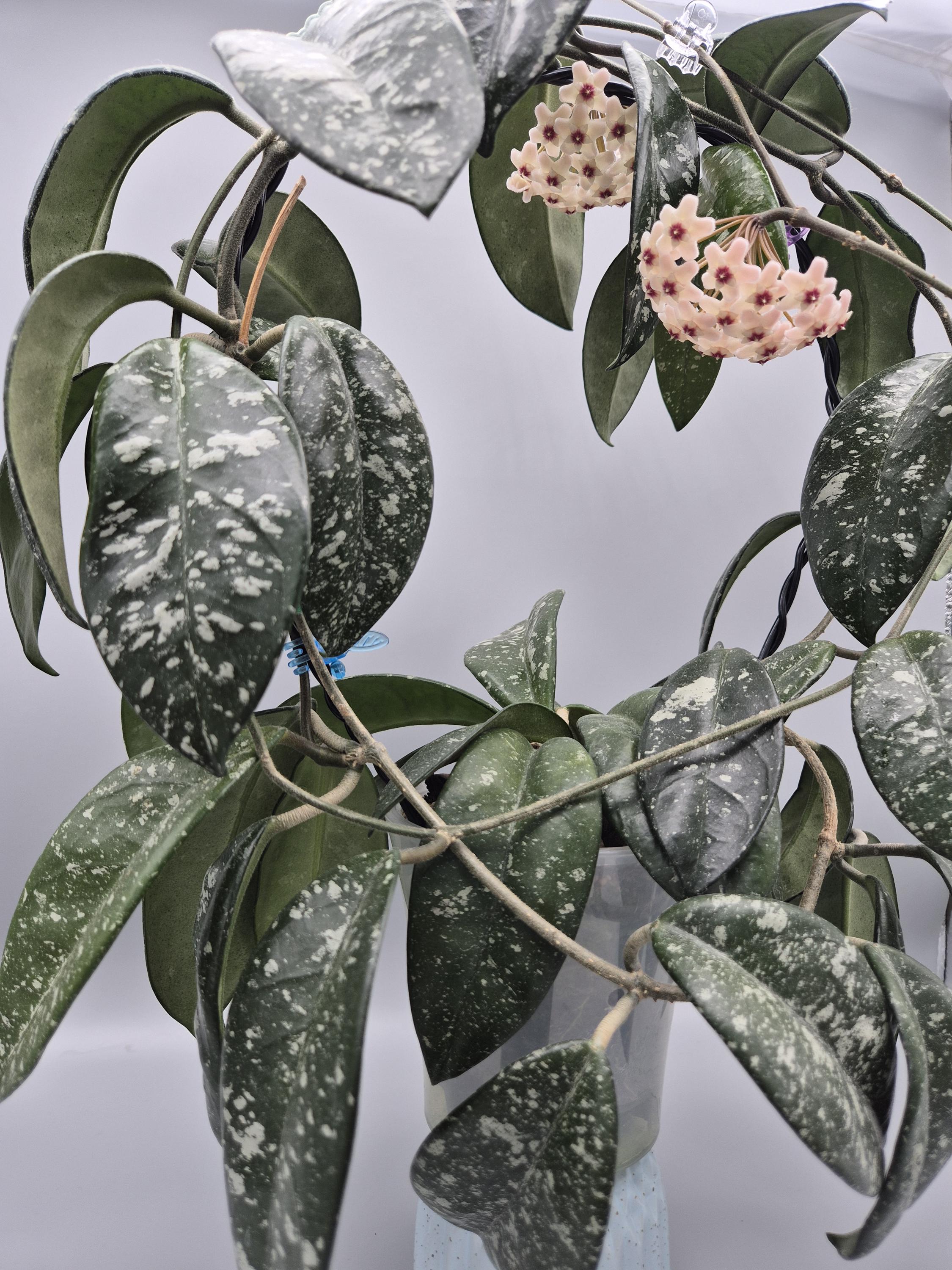 Hoya Argentea Princess - Etsy UK