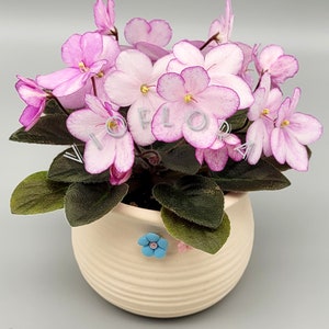 Indoor blooming Plant|African Violet|Miniature Variety Saintpaulia 'N-Thumbelina ' Windowsill or Terrarium plant|Large pale pink flower