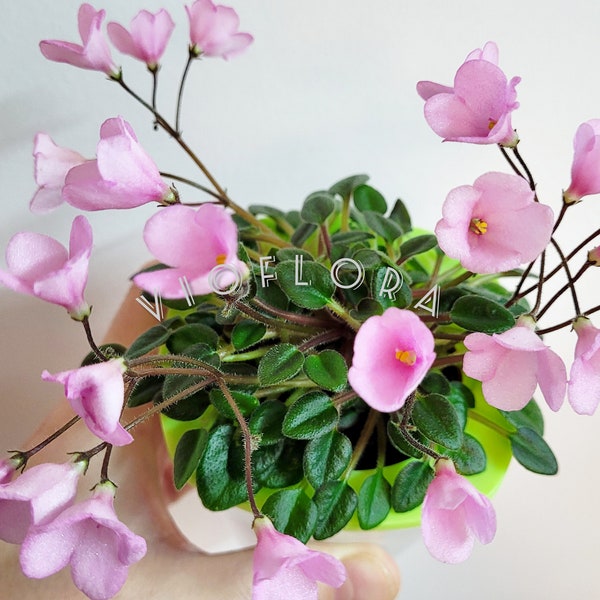 Windowsill or Terrarium plant|Indoor blooming Plant|African Violet|Micro-Miniature Vintage Trailer Saintpaulia 'Brazos Belle' Pink Bells