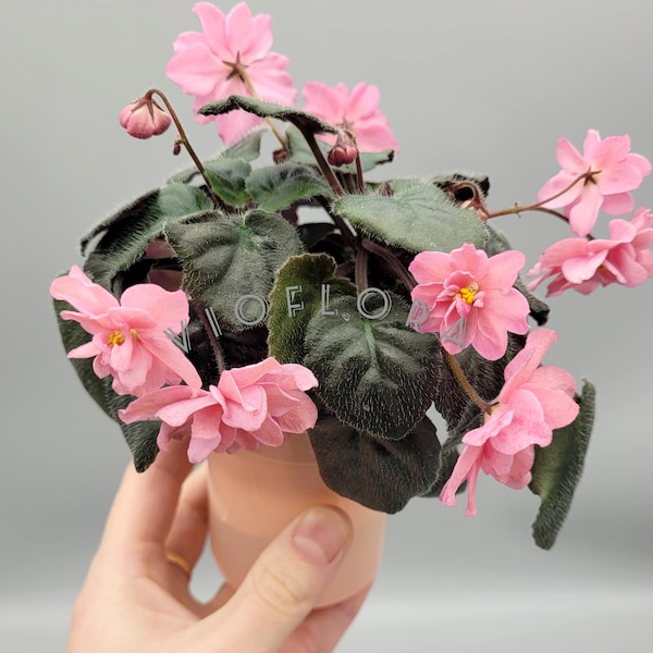 Indoor blooming Plant|African Violet|Trailer Semi-Miniature Variety Saintpaulia|Windowsill bloomer 'Ramblin Peach'- peach pink Flower