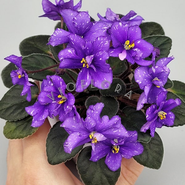 Miniature 'Milky Way' - African Violet (Indoor plant) large dark blue flowers with fantasy pink touches