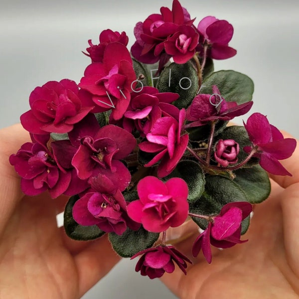 Indoor blooming Plant|African Violet|Miniature Variety Saintpaulia 'Precious Red' - Romantic bloomer|Windowsill or Terrarium plant