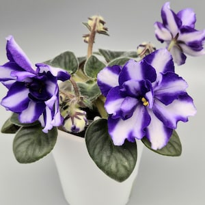 May include: A small potted African violet plant with white and purple striped flowers. The plant is in a white pot and has green leaves.