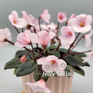 May include: A close-up of an African violet plant in a light pink pot. The plant has light pink flowers with yellow centers and dark green leaves. The text "Jolly Gala" is visible on the pot.