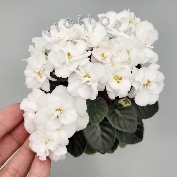 Indoor blooming Plant|African Violet|Semi-Miniature Variety Saintpaulia|Windowsill or Terrarium plant 'NOID' creamy white flowers