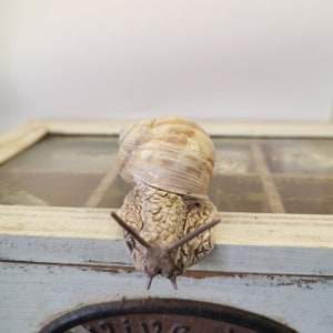snail, handmade, decoration, Roman snail