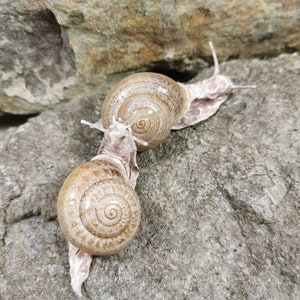 Snail, handmade, decoration, Spanish field snail