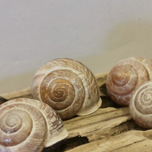 May include: Four brown snail shells with a spiral pattern on a wooden surface.