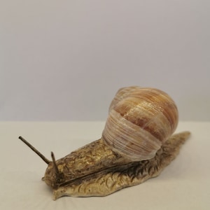 Snail, handmade, decoration, edible snail, modeling clay