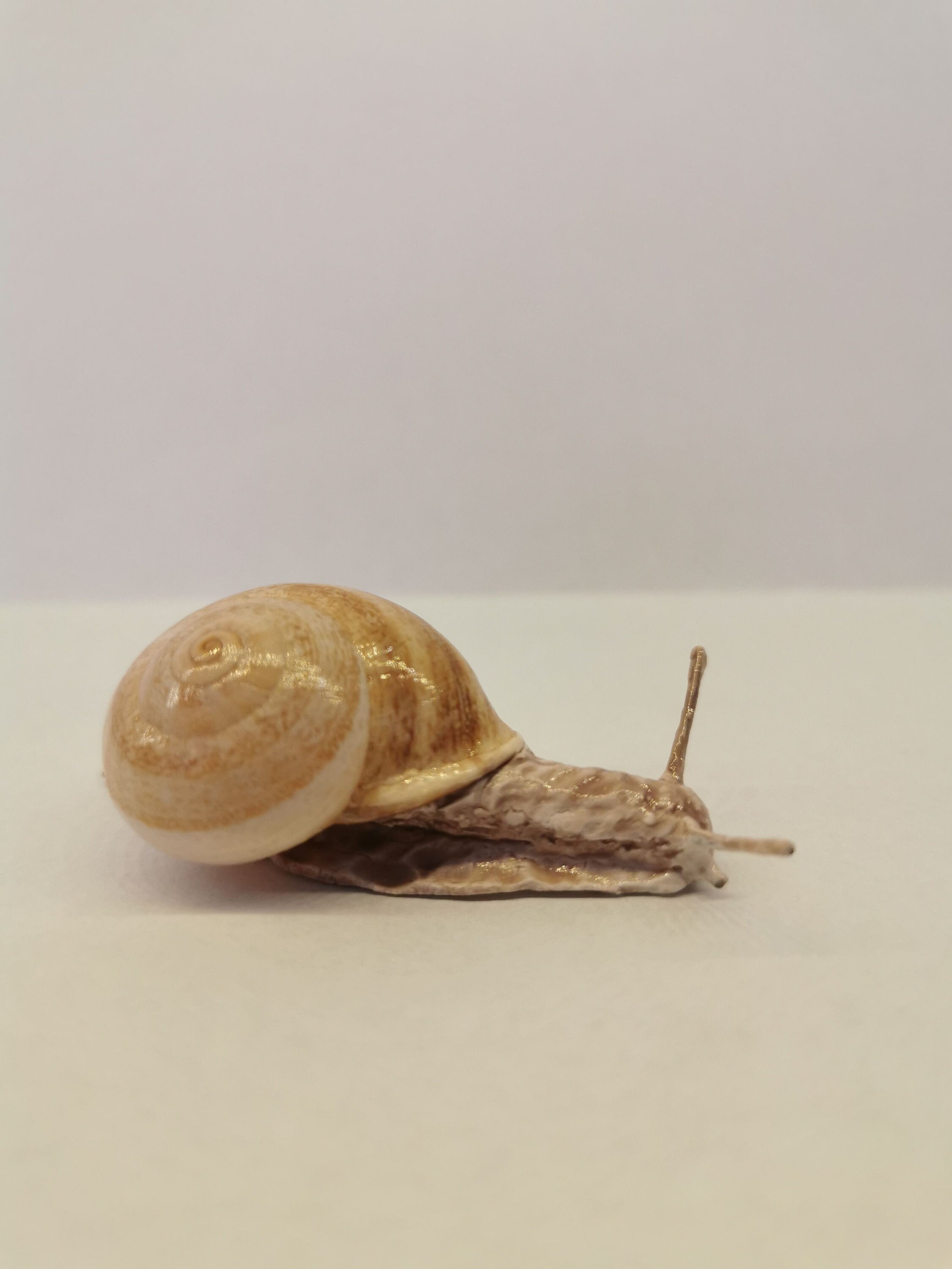 Cosas hechas con plastilina España