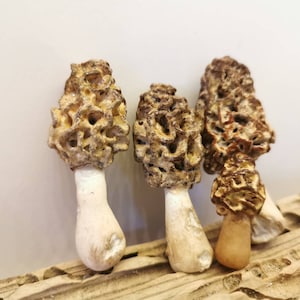 Mushrooms, morels, handmade, decoration, fairy house