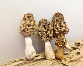 May include: Three morel mushrooms, a type of edible fungus, are arranged on a piece of driftwood. The mushrooms are light brown and have a honeycomb-like texture.