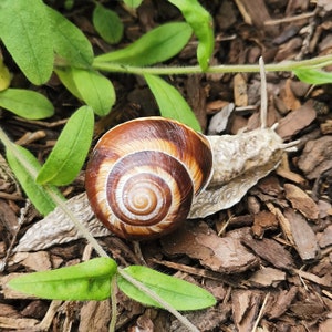 Snail, handmade, decoration, snail