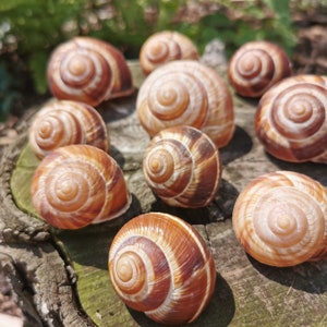 10 Beautiful snail shells BOILED empty DECORATION FLORISTRY Snail crafts