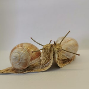Slak, handgemaakt, decoratie, wijngaardslak