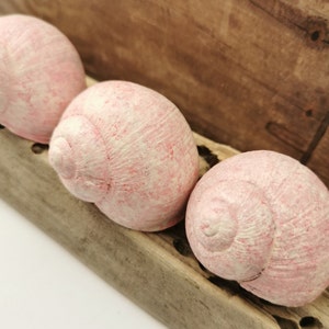 May include: Three pink seashells with white markings are arranged in a row on a wooden surface. The shells have a textured, slightly rough surface.