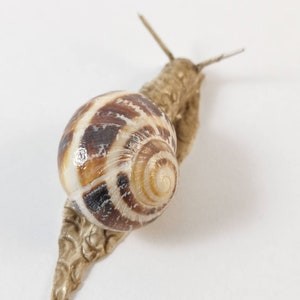 Snail, handmade, decoration, edible snail, modeling clay