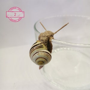 Snail, handmade, decoration, snail