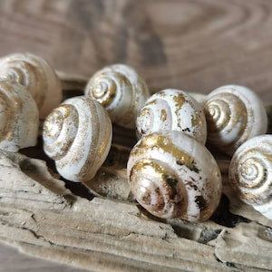 10 snail shells empty painted gold DECORATION FLORISTRY snail crafts