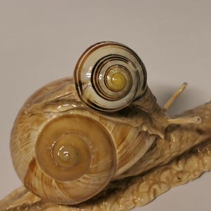 snail, snail shell, decoration, snail
