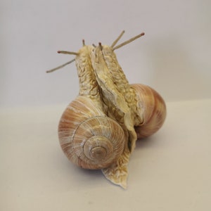 Snail, handmade, decoration, vineyard snail