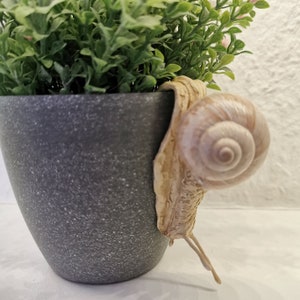 Snail, handmade, decoration, edible snail