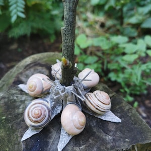 Edible snail, snails, handmade, decoration, snail snail